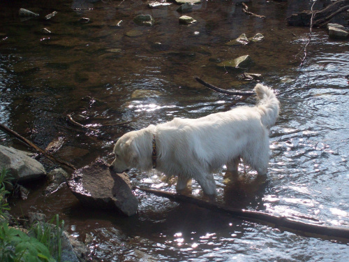 super psina i to dziewczyna #GoldenRetriver