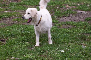 super psina i to dziewczyna #GoldenRetriver