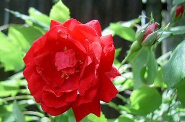 Różyczka ogrodowa. #roże