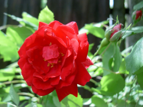 Różyczka ogrodowa. #roże