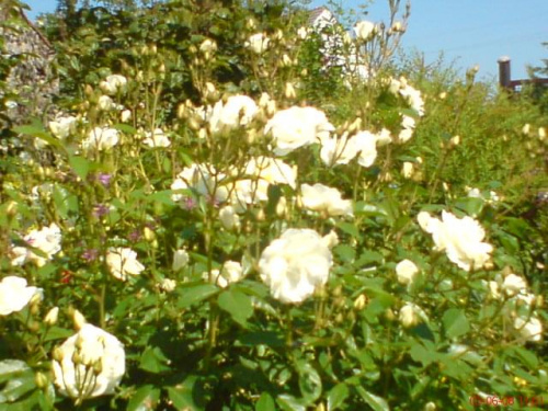 róże białe #kwiaty