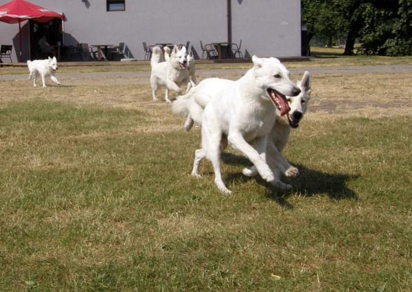 #WhiteSwissShepherd