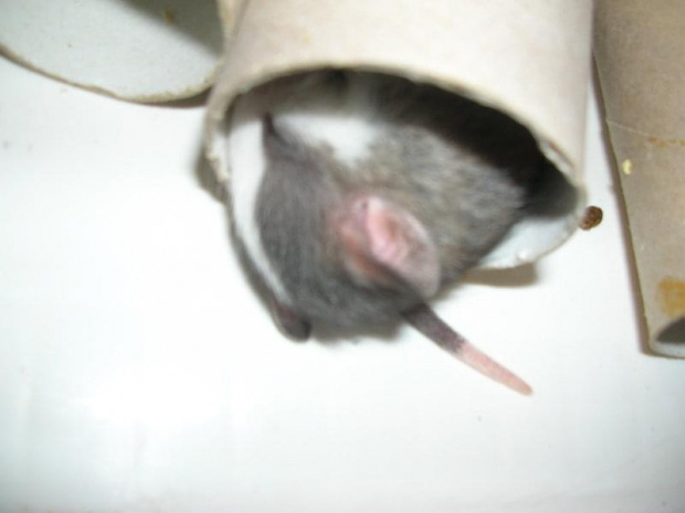 Dwudziesty-drugi dzień