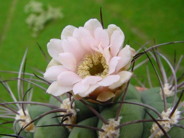 Gymnocalycium saglione