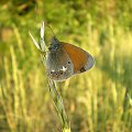 Strzępotek glicerion - Coenonympha glycerion . Data : 06.06.2008. Miejscowość : Smogorzewo .