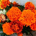 Piękny kwiat którego nazwy nie znam. Podobno potocznie mówi się na nie "smierdziuszki" #kwiat #smierdziuszki #bób #wyostrzone #sharpen #dokładność #piękno #cud #natura #sad #zakwit #drzewko #wioska #czerwien