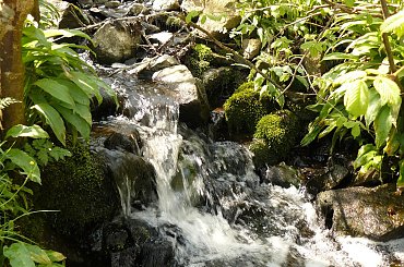 Leśny strumyk #bornholm #dania #morze #bałtyckie #strumyk #las