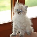 kocurek 7 tygodni- kolor seal tabby point