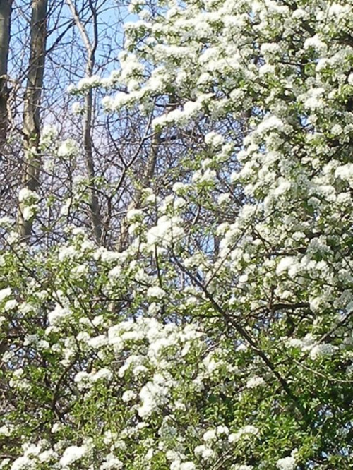 Wiosna #drzewa #wiosna #kwiaty