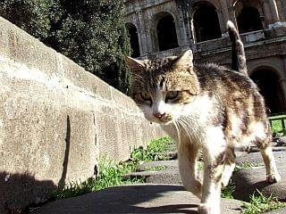 kota #Rzym