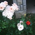 Kwiaty z mojego ogrodu. #Kwiaty #róże #przyroda