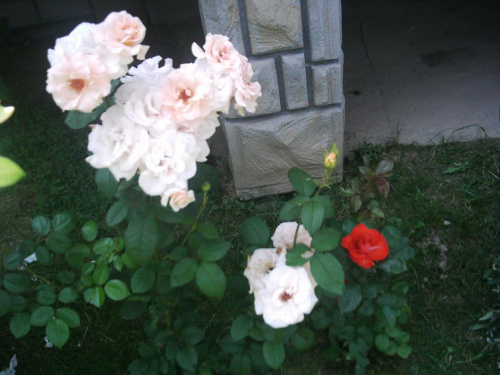 Kwiaty z mojego ogrodu. #Kwiaty #róże #przyroda