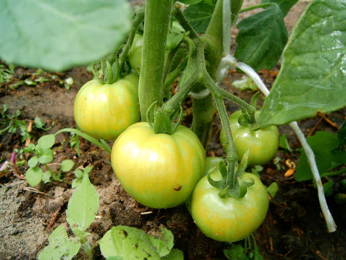 Zielone Pomidory #dojzalosc #zielone #natura #macro #makro #warzywo #pomidor #sad #ogród #lisc #zielen #lato #dojzewanie #krzak #krzaczek