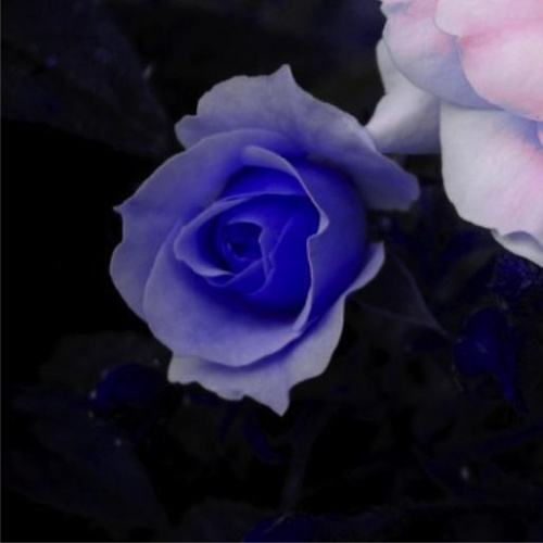 Niebieska róża w moim ogrodzie :D #róża #kwiaty #kwiat #róże #NiebieskaRóża