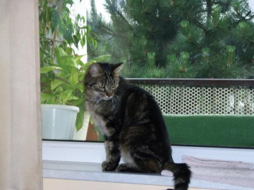 Model