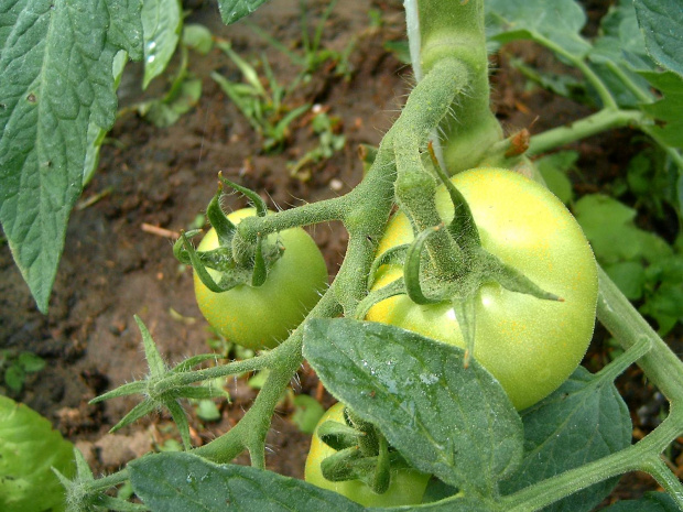 Zielone Pomidory #dojzalosc #zielone #natura #macro #makro #warzywo #pomidor #sad #ogród #lisc #zielen #lato #dojzewanie #krzak #krzaczek