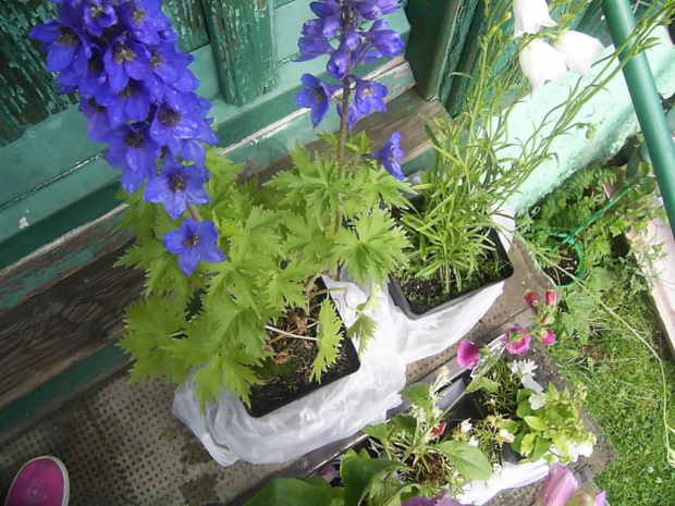 imieninowe zakupy 20 czerwca 2008