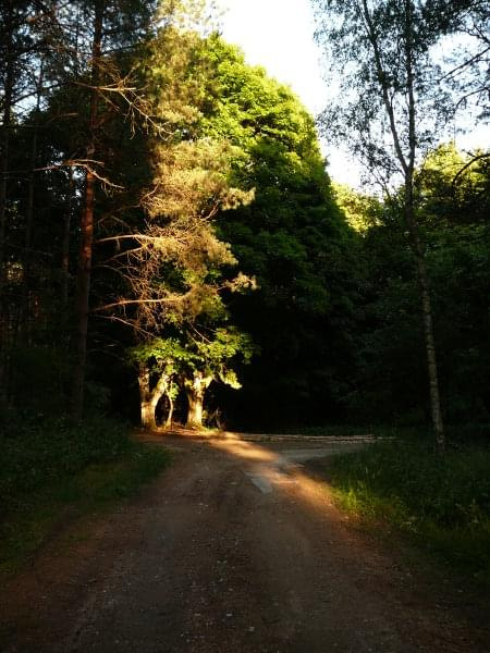 Światłocienie w lesie