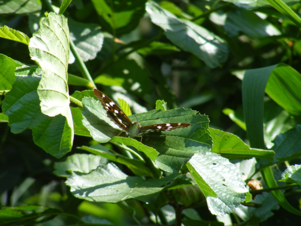 motyl od przodu :-)