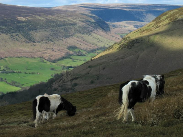 Na zboczach Black Mountains można spotkać półdziko żyjące kuce #góry