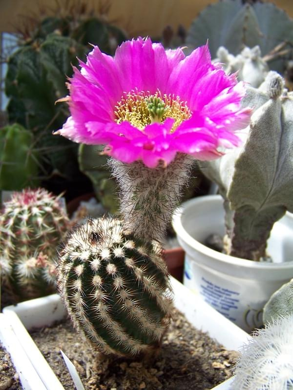 Echinocereus purpureus