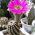 Echinocereus purpureus