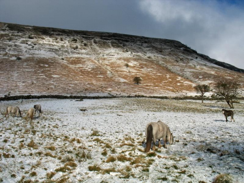 Śnieg w kwietniu to w Walii prawdziwy rarytas, choć konie tego nie doceniają #góry