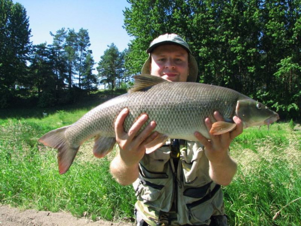 Brzana 76cm. Narew.Okolice Strękowej Góry. Ryba po prawie półgdzinnym holu wypuszczona do wody.