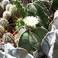 Astrophytum myriostigma v. nudum