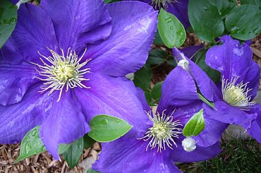Clematis ..... dla Halinki (inka47) na Urodzinki
- zycze wszystkiego najlepszego i spelnienia wszystkich pragnien :) #urodziny #kwiatki #clematis #powojnik #ogrod