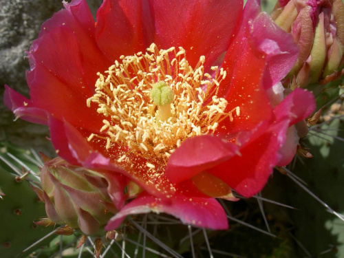 Kwitnący kaktus. #kaktusy