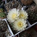 Gymnocalycium baldianum