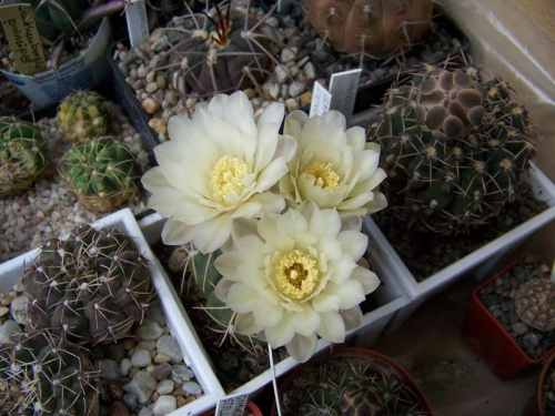 Gymnocalycium baldianum