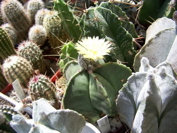 Astrophytum myriostigma v. nudum