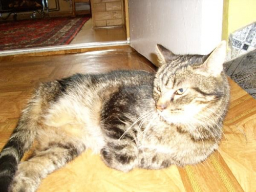 Klemcio