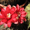 gymnocalycium baldianum