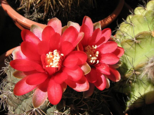 gymnocalycium baldianum