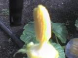 proces zapylania dynii atlantic giant pupkin