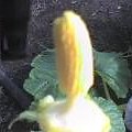 proces zapylania dynii atlantic giant pupkin