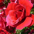 Róża #Ogród #flora #fauna #kwiaty #rośliny #botanika #wiosna #lato