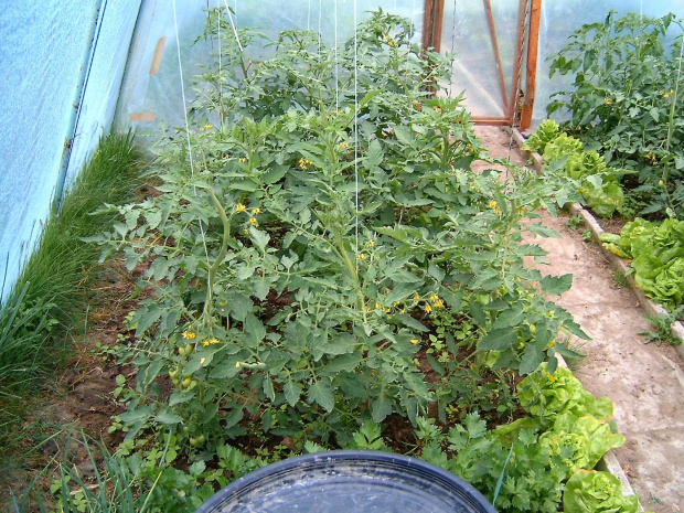 Pomidorki Szklarniowe 1 #drzewko #kwiat #kwiatek #lato #lisc #natura #ogród #owoc #szklarnia #tunel #pomidor #pomidory #sałata #uprawa