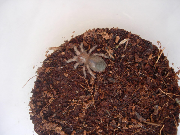 smithi L2