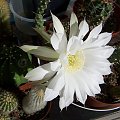 Echinopsis subdenudata