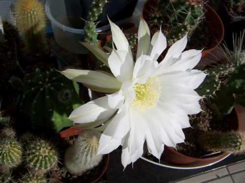 Echinopsis subdenudata