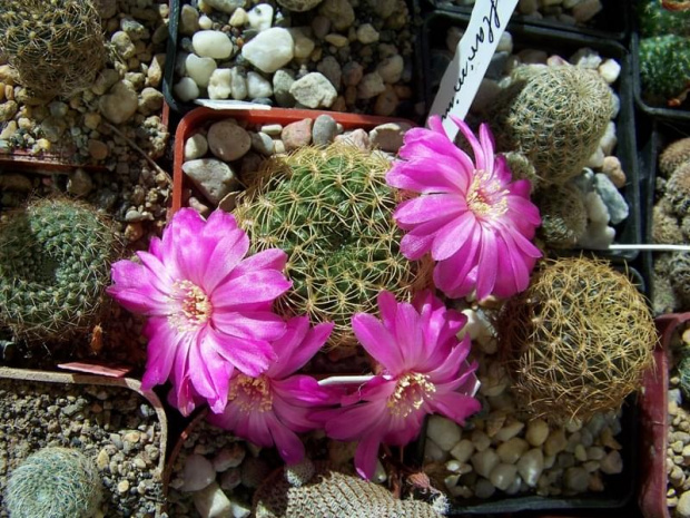 Sulcorebutia