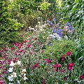 W moim ogrodzie #ogrod #przyroda #rosliny