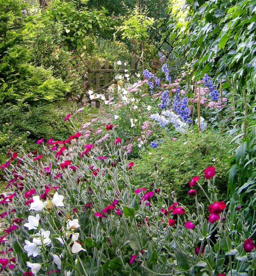 W moim ogrodzie #ogrod #przyroda #rosliny