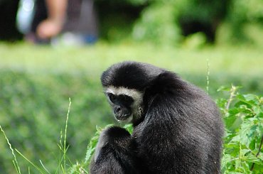 #zwierzęta #małpa #zoo