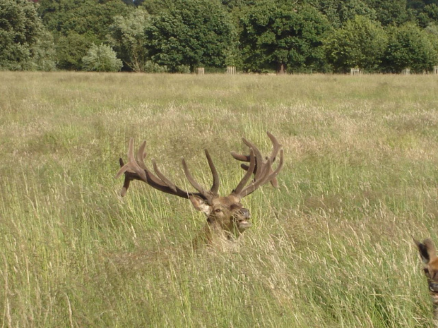 Wypatruje obcych:) #jelonki #RichmondPark #zwierzątka #park