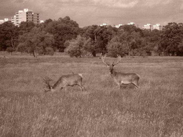 Jelonki:) #jelonki #RichmondPark #zwierzątka #park #budynki
